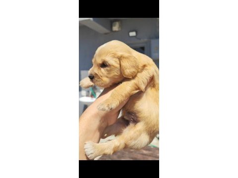 1 dişi 4 erkek maltipoo bebeklerim