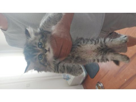 A kalite british longhair