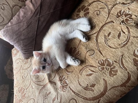 Saf kan golden british shorthair yavrular (wcf kayıtlı)