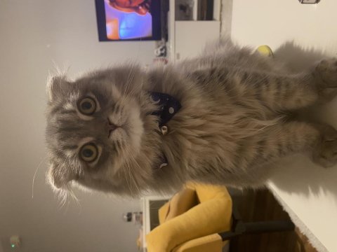 Scottish longhair