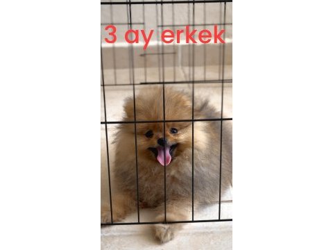 Orjinal gülen surat 3 aylık pomeranian erkek