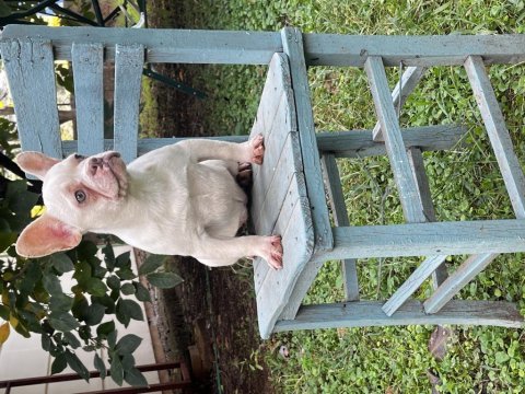 Her renk ve türde french bulldog mevcuttur