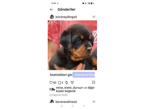 Antalyada ruhsatlı çiftliğimizden şecereli rottweiler