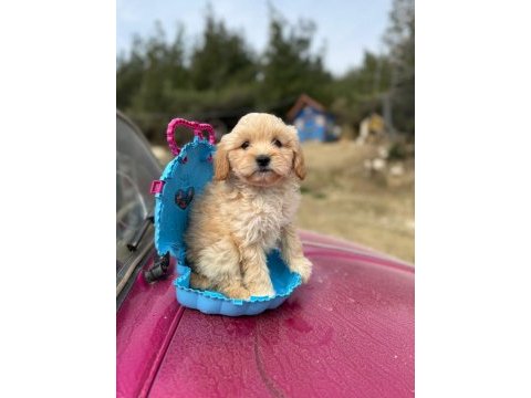 Maltipoo bebeklerim tüy dökmez koku yapmaz