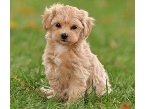Maltipoo cinsi yavrular kahve tonlu mini boy puppy