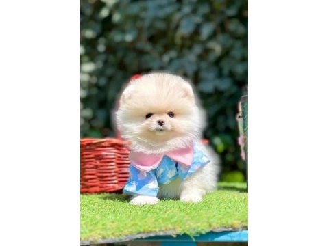 Pomeranian yavruları iki aylık