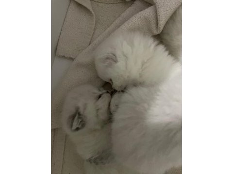 Silver point british shorthair