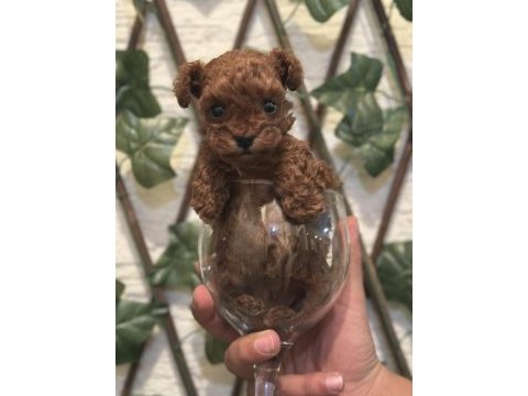 Kore teacup poodle