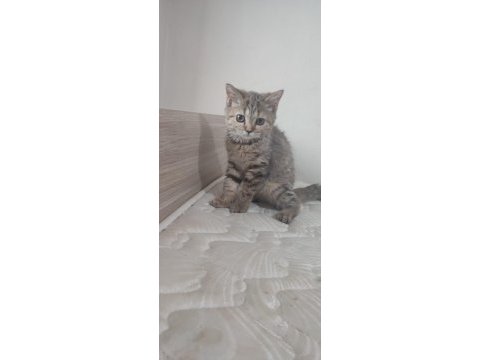 British shorthair minnoşlar