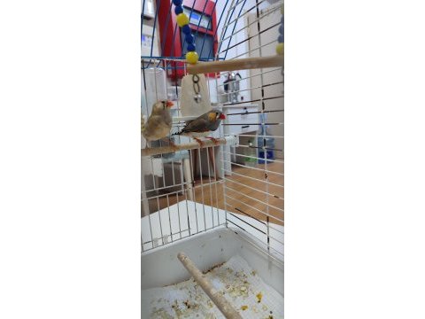 Yeni genç eş kuşlar
