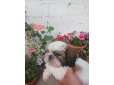 Safkan shih tzu bebekler