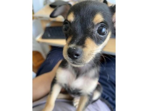 Şivava 70 günlük iç diş parazit yapıldı safkan chihuahua