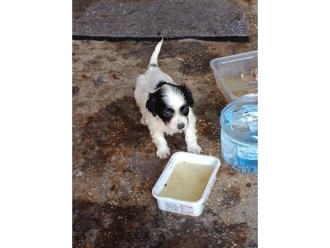 Terrier yavrumuz
