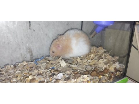 Tamamen evcil özel tür teddy bear hamster