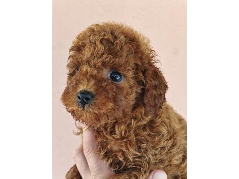 Toy poodle yavrularımız