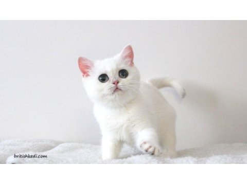 Kar prensesi zümrüt gözlü british shorthair bebek