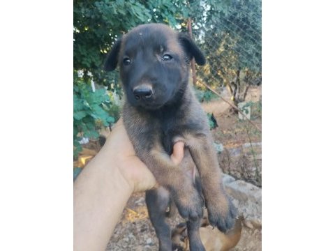 Belçika malinois yavrularımız 