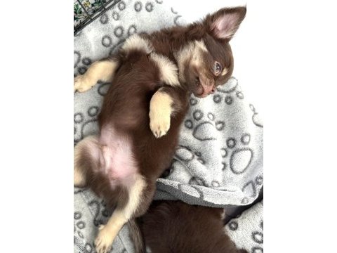 Chihuahua three color erkek yavru