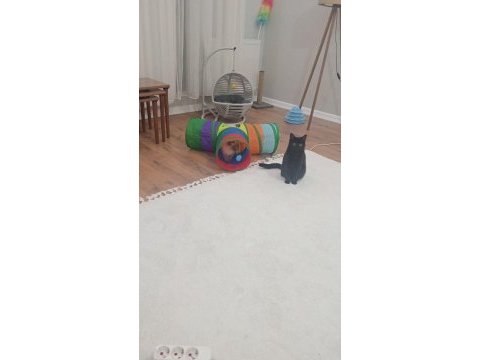 1 tane british shorthair 1 tane british longhair