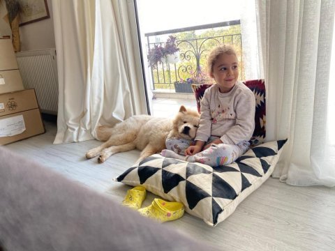Saf kan çin aslanı kızımıza daimi yuva arıyoruz