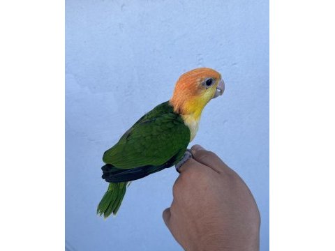 Ful portakal bebek caique 50 günlük