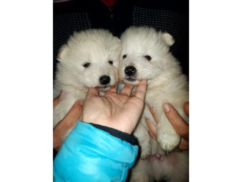 Safkan a kalite samoyed yavrularım