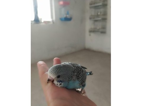 Yavru renk güzelleri muhabbet kuşlar