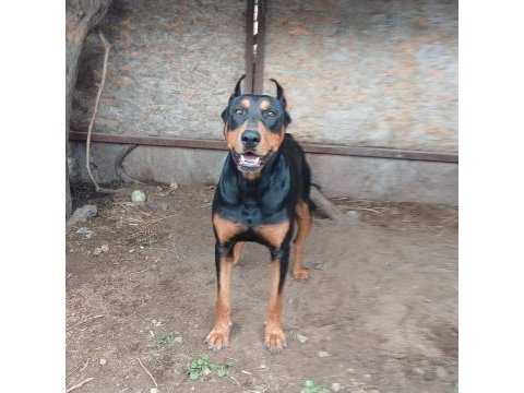 Doberman damızlık dişi ve erkek