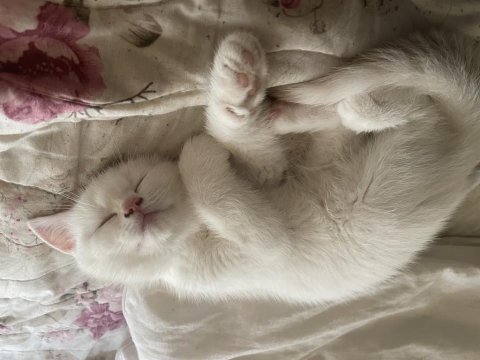 Çok tatlı british shorthair beyaz mavi gözlü