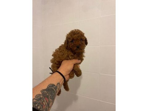 Efsane erkek dişi toy poodle yavrular