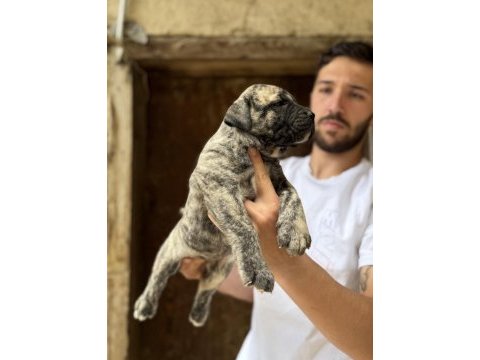 A class presa canario yavrular