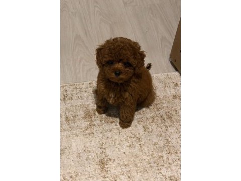 Tuvalet eğitimli red toy poodle