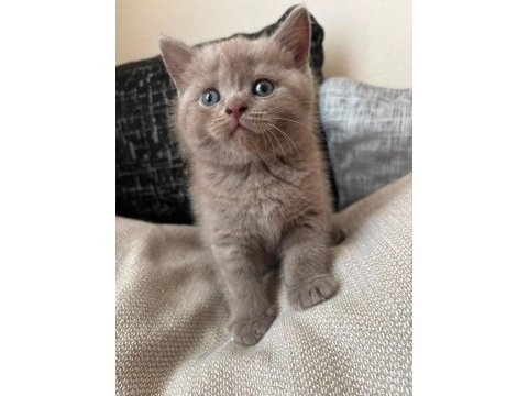British shorthair bebeklerim hazır