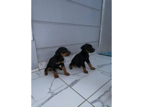Sağlık ve ırk garantili doberman yavrumuz