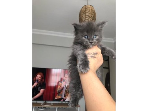 Safkan maine coon yavruları