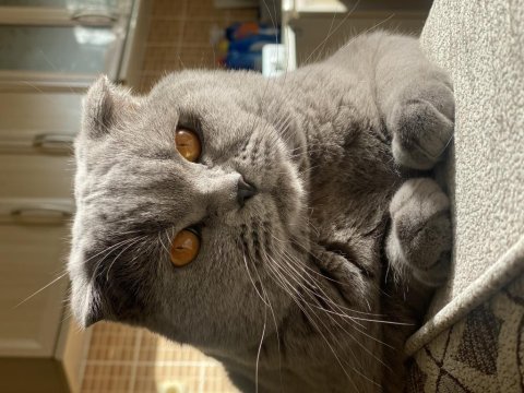 Erkek scottish fold oğluma gelin adayı arıyorum