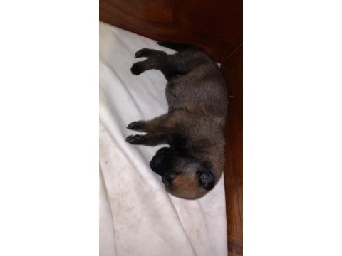 Knpv çalışma hattı belçika malinois yavruları