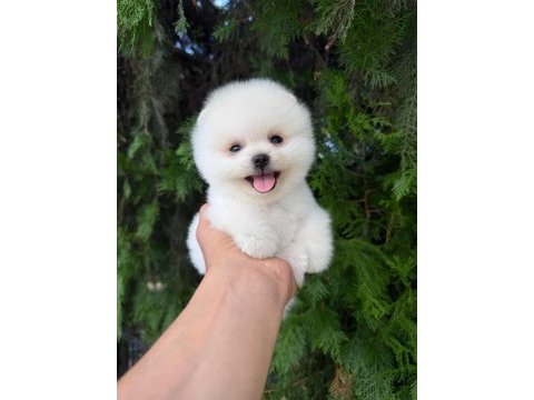 Orjinal pomeranian boo yavrumuz