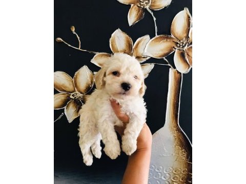 Güzel maltipoo köpekler