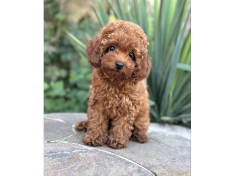 Safkan toy poodle yavrular