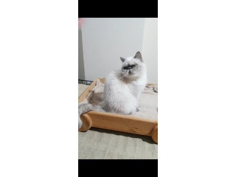 Exotic shorthair kedisi