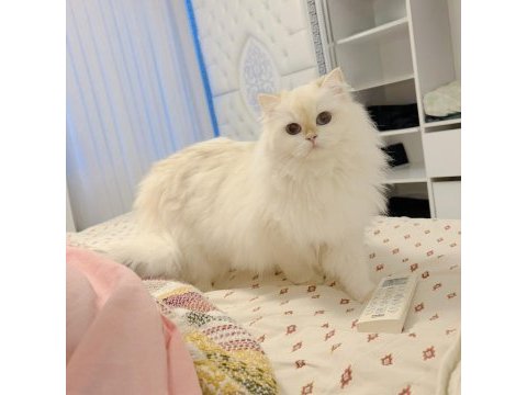 Golden point british longhair