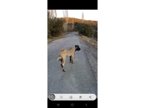 Panter soyu kangal dişi