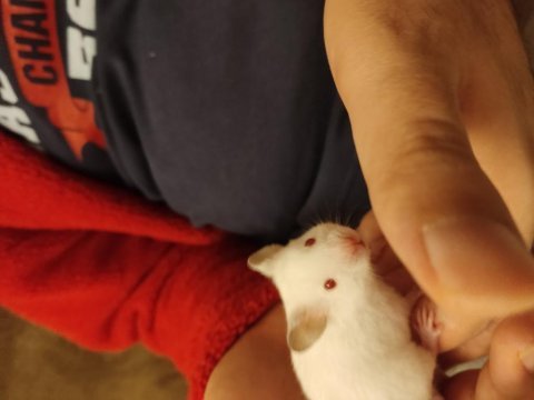Yavru tatlı minik hamsterler