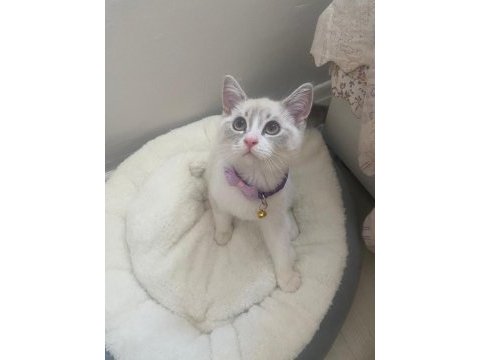 British shorthair