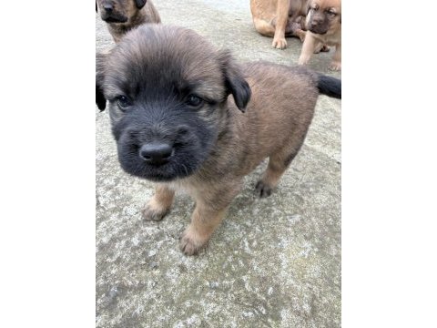 Köpek ve kedi vardır açıklamayı okuyunuz