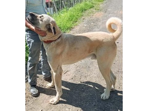 Köpeğimizi sahiplendirmek