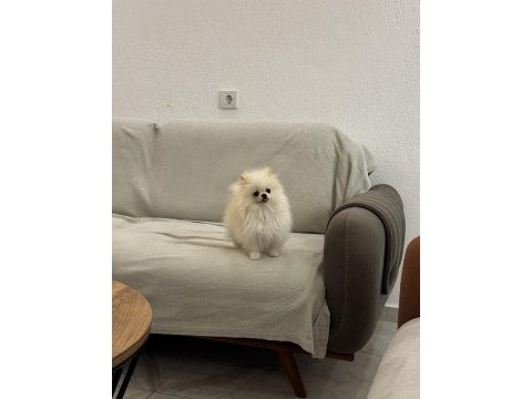 Dişi pomeranian ayı surat 4,5 aylık 1 kg