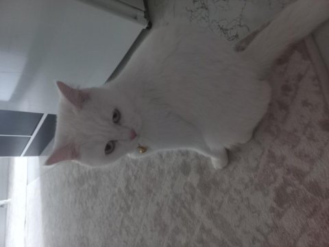 Kayseri için british shorthair