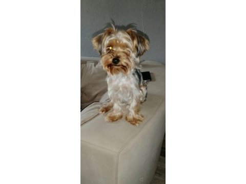 Çok sevecen orijinal terrier yorkshire esenler